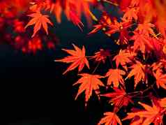 红色的枫木叶子秋天