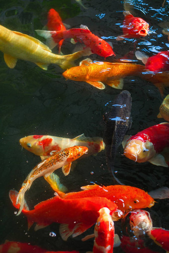 锦 鲤花俏的鲤鱼游泳水表面