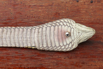晒黑皮肤奥菲奥法古斯汉娜关闭带有毒的蛇巴厘岛岛印尼产品皮革车间王Cobra树神物种有毒的蛇