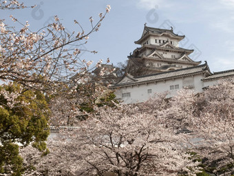 姬路城城堡樱桃开花季节