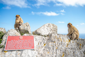 猴子猴子。sylvanus野生直布罗陀半岛