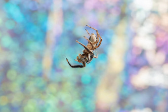 宏蜘蛛色彩斑斓的博胶背景
