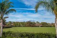 草坪上热带天堂棕榈树前景足球场高尔夫球复制空间