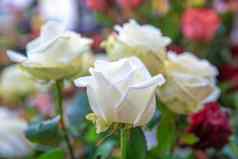 花束白色新鲜的玫瑰花商店