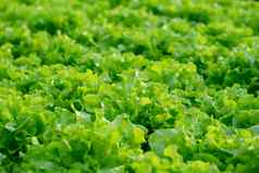 新鲜的绿色橡木生菜叶子沙拉蔬菜水培法