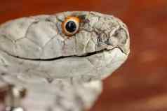 关闭头王Cobra晒黑皮肤奥菲奥法古斯汉娜带有毒的蛇巴厘岛岛印尼产品皮革车间