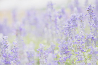 薰衣草花背景