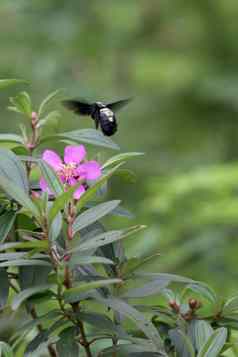 黑色的蜜蜂飞行紫色的花