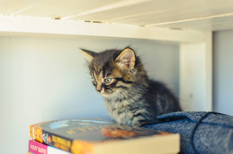 灰色的小猫条纹坐在书架上