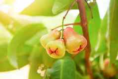 玫瑰苹果水果夏天挂树玫瑰苹果树