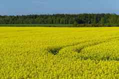 黄色的油菜籽场宽角视图美丽的场黄色的油菜籽场黄色的油菜场
