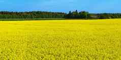黄色的油菜籽场宽角视图美丽的场黄色的油菜籽场黄色的油菜场
