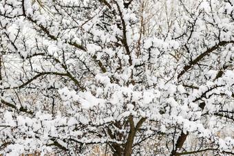 梨树雪冬天