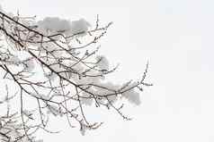 榆树分支雪冬天