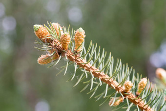 <strong>云杉</strong>阴囊’glauca’蓝色的<strong>云杉</strong>味蕾