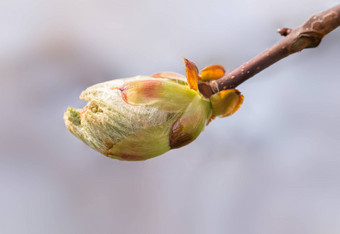 七叶树发芽