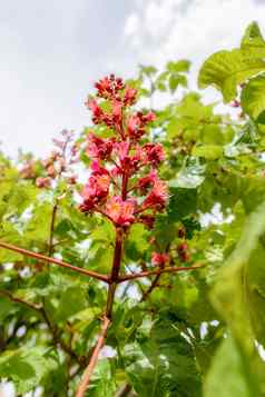 七叶树属carnea红色的七叶树花