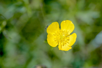 黄色的<strong>毛茛属植物</strong>笔