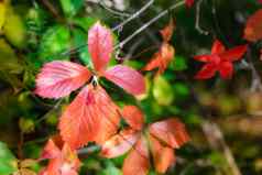 红色的维吉尼亚州爬虫枫木叶子