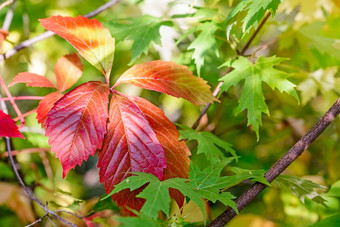 红色的维吉尼亚州爬虫枫木叶子