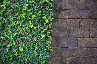 自然绿色叶植物墙一半粗糙的难看的东西砖墙