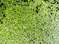 绿色蚊子蕨类植物水