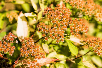 Spiraea<strong>粳稻</strong>水果