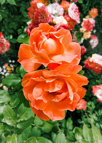 橙色玫瑰花园软春天太阳