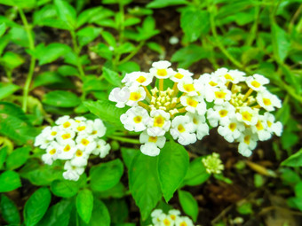 纯白色马樱丹属布鲁姆色彩斑斓的花