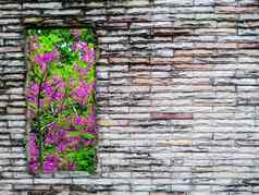 裂纹砖墙紫色的粉红色的花绿色树