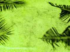 棕榈叶子影子绿色砂岩