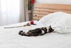 黑色的白色猫睡眠舒适的白色床上现代卧室