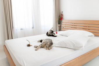 可爱的猫睡眠舒适的白色床上现代卧室国际米兰