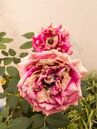 特写镜头枯萎的玫瑰花园