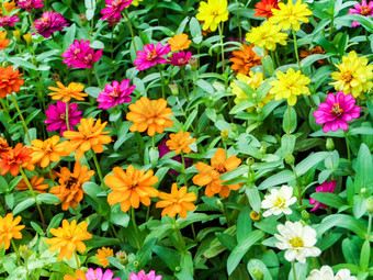 Zinnia花<strong>旺盛</strong>的花