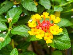 马樱丹属黄色的色彩斑斓的语气美花