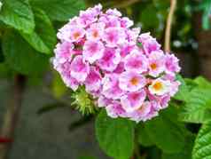 马樱丹属白色粉红色的色彩斑斓的语气美花