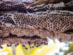 黄蜂工人蜂巢黄蜂plumeria树花园
