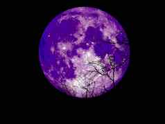 紫色的超级月亮黑暗天空死树