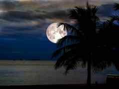 超级月亮轮廓椰子海滩晚上天空