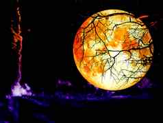 图黑暗天空完整的血月亮回来干树