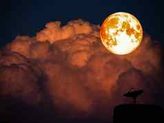超级完整的血月亮卫星磁盘黑暗橙色堆