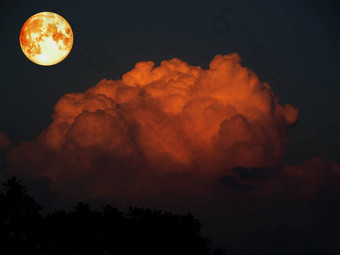 超级月亮橙色云黑暗树