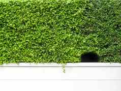 绿色植物墙洞白色混凝土墙