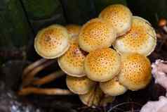 蘑菇腐烂的树森林香菇蘑菇