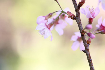 樱桃<strong>花朵</strong>樱花花关闭