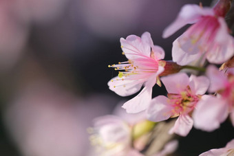 樱桃<strong>花朵</strong>樱花花关闭