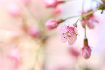 樱桃<strong>花朵</strong>樱花花关闭