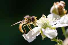 食蚜蝇铺设白色花图像黑暗背气