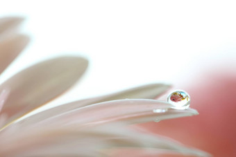 非洲菊花雨滴